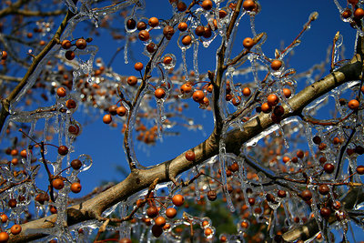 Frozen Chinaberry Tree