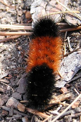 Woolly Bear