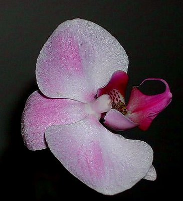 Orchid