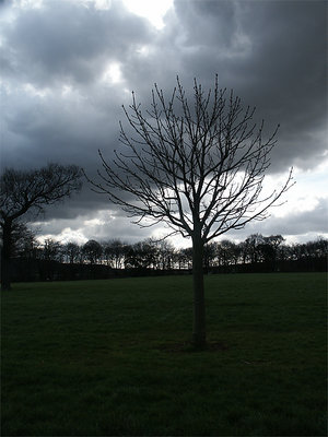 Lone tree Moody Sky
