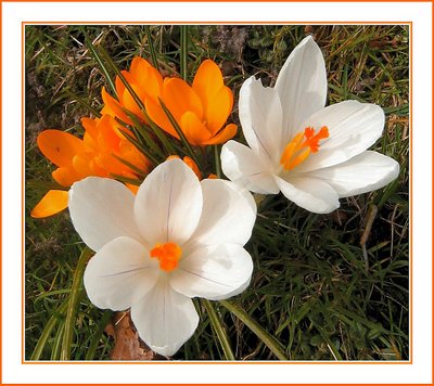 Orange White Spring