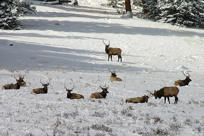 Rocky Mountain NP #7