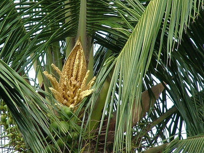 Flor de coqueiro