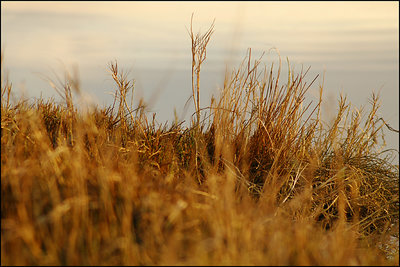 seaside grasses & the soft beyond