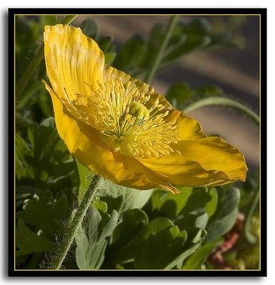 Yellow Poppy