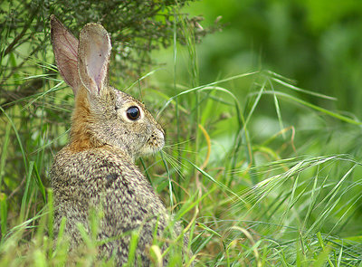 where is my carrot?