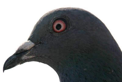 pigeon