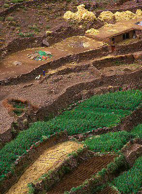 Terraces