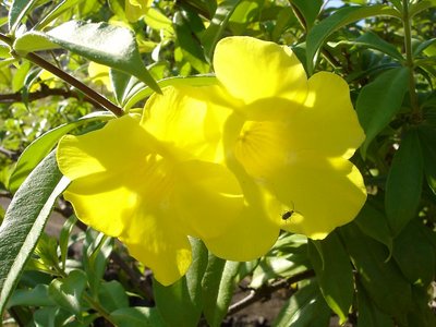 Alamanda