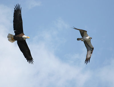 The chase