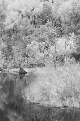 D2H Does IR in RAW