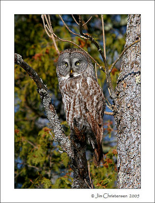 Great  Grey  Owl