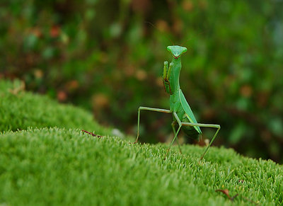 Praying Mantis 1