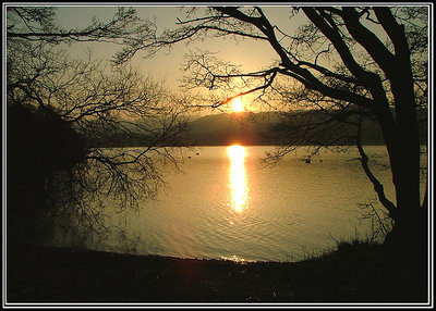 tree light water