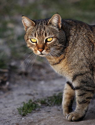 Hunting
