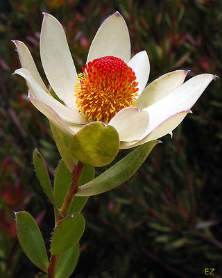 Leucadendron Procerum (1)