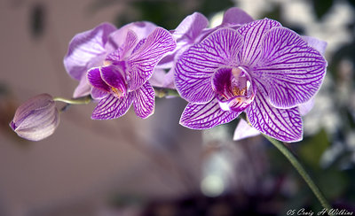 Orchids