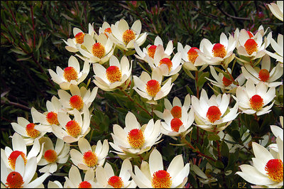 Leucadendron Procerum (2)