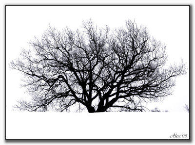 the tree ( oak ) 1Ḟ