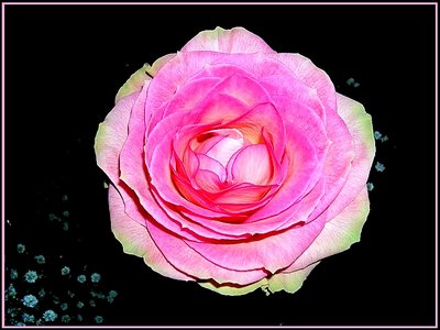 a rose....