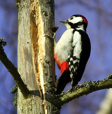 Dendrocopos major