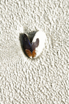 glass open heart mussle