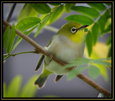 Out on a limb...