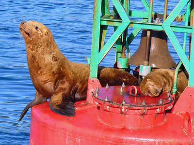 Sea Lions 