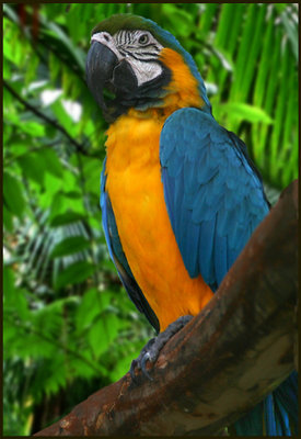 The Macaw.