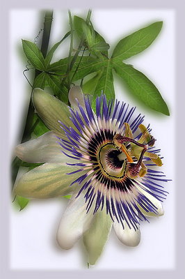 ---passiflora---