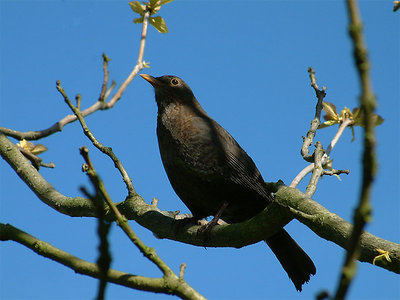 Blackbird waiting for Spring