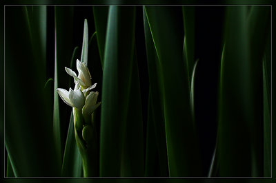 Finding the light