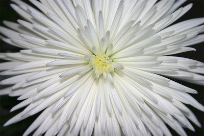 white chrysanthemum_2