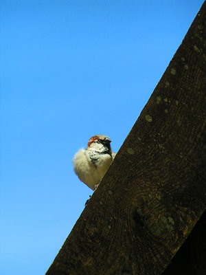 All fluffed and ready to go