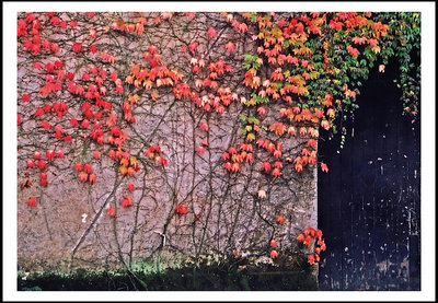 leafs by the door