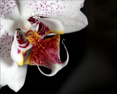 orchidee 02