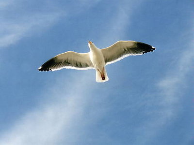 flight