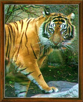 eye of the tiger