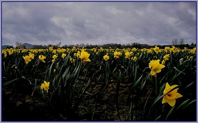 Field of Spring...