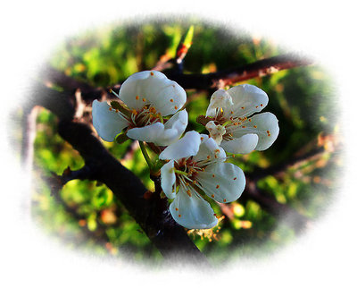 Texas Tree Flower