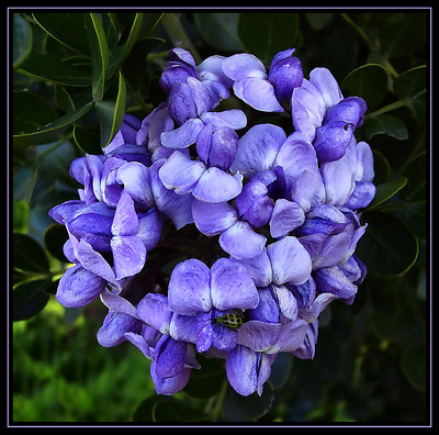 Bugged Mountain Laurel