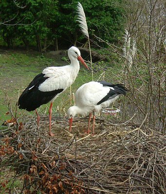 nesting