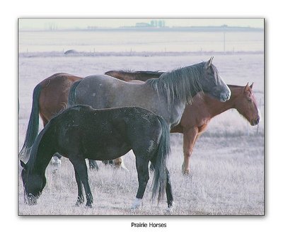 Prairie Horses