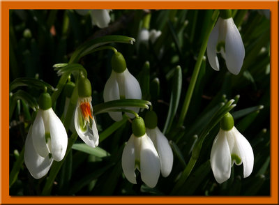 snowdrop striptease