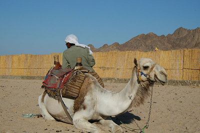 Camel and master 