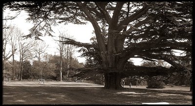 big tree bw