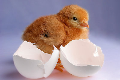 What Came First the Chicken or the Egg