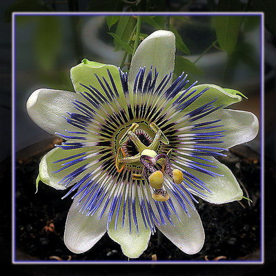 ---PassiflorA--- 