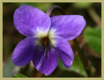 first violet