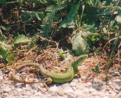 Ramarro Green lizard